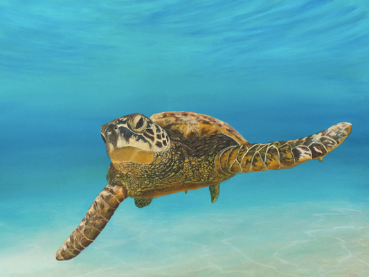 Colours of Life is an acrylic painting on canvas by Katherine Polack of a giant sea turtle underwater. The turtle is facing the viewer, gliding and swimming gracefully to remind us of the beauty and colours that exist in this world. The painting is 24 x 36" acrylic on canvas