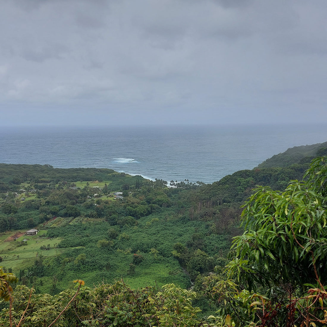 What Is It About Nature That Makes Us Feel So Alive? And How to Bring that Feeling Home)