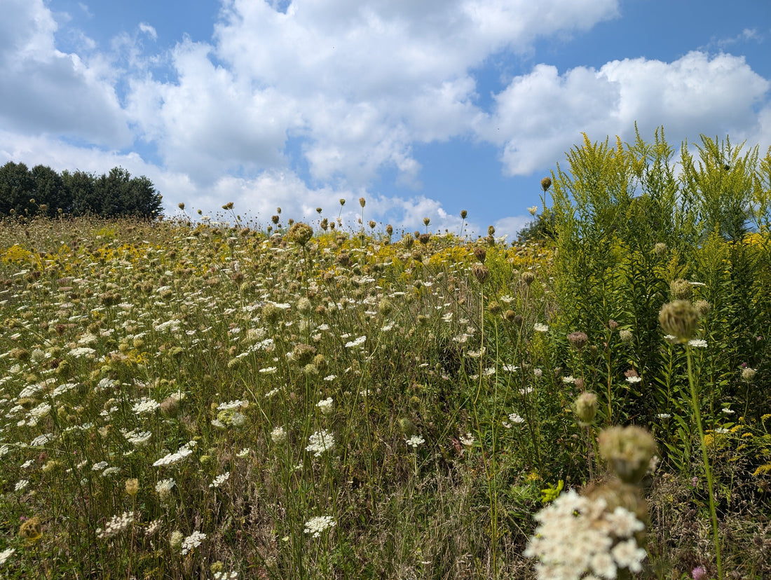 To Bask In The Sweetness of Summer