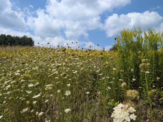 To Bask In The Sweetness of Summer