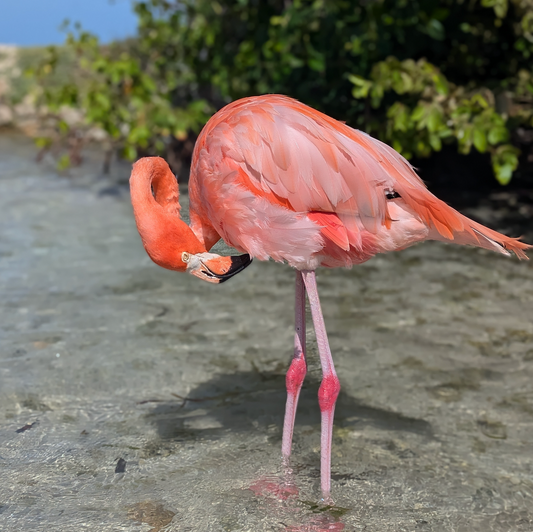 Flamingo Facts: Where Flamingos Live, Why They’re Pink, and Why We’re So Drawn to Them