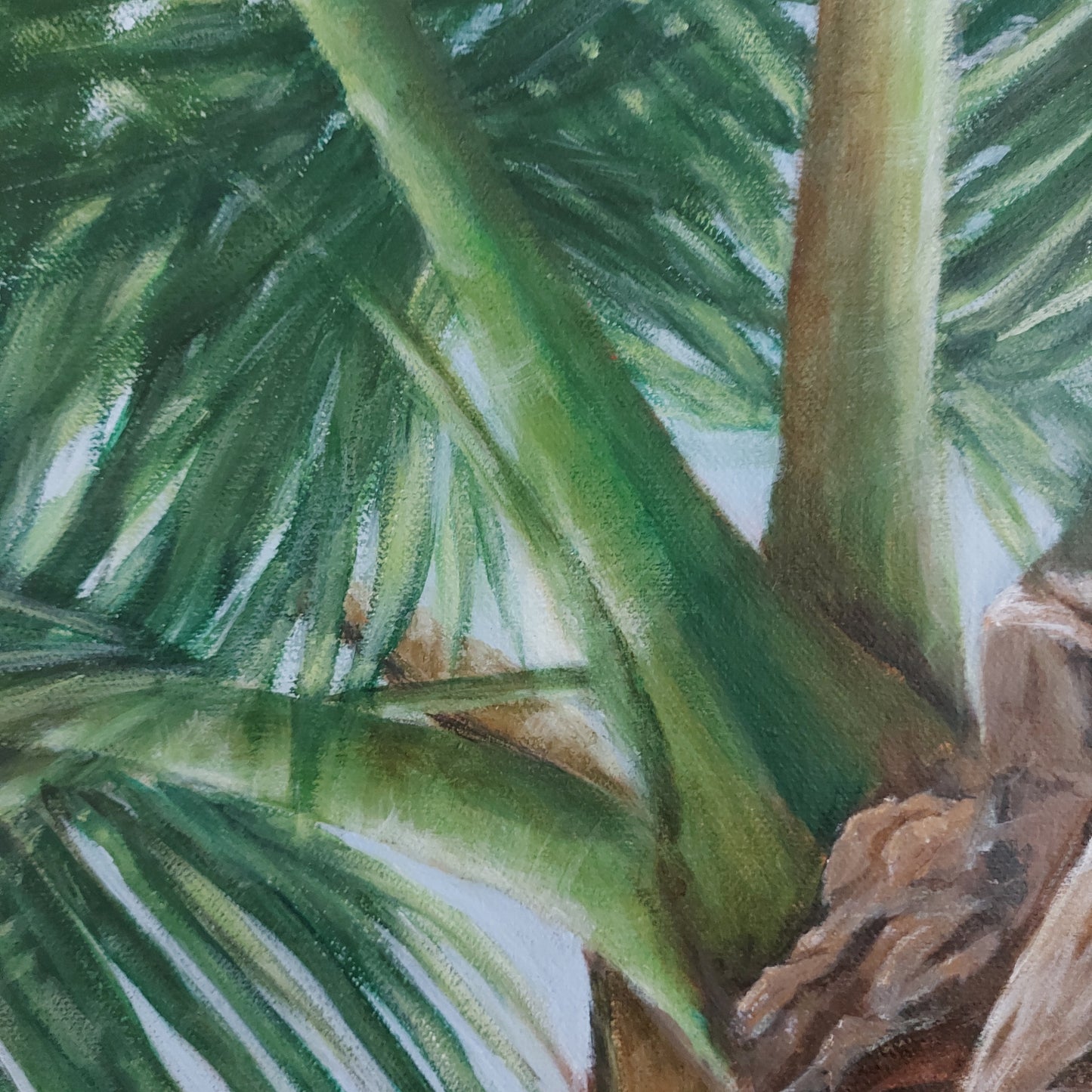 Coconuts & Palms