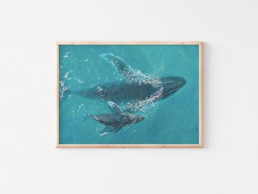 Aquatic Harmony | Canvas Print