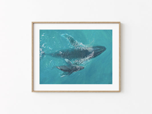 Aquatic Harmony | Fine Art Print