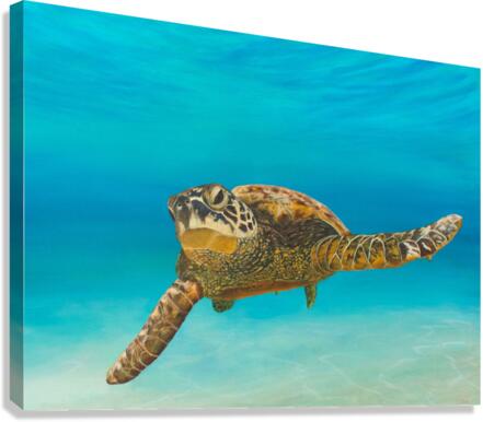 Giclée Stretched Canvas Print