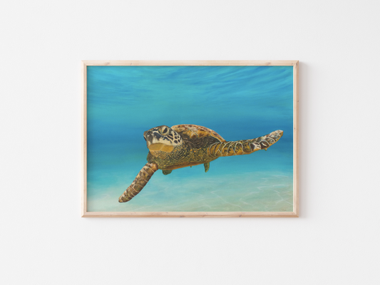 Colours of Life | Canvas Print