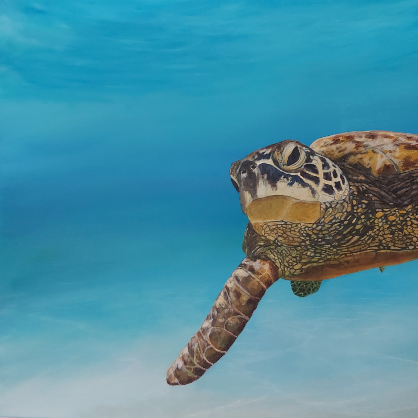 Colours of Life is an acrylic painting on canvas by Katherine Polack of a giant sea turtle underwater. The turtle is facing the viewer, gliding and swimming gracefully to remind us of the beauty and colours that exist in this world. The painting is 24 x 36" acrylic on canvas