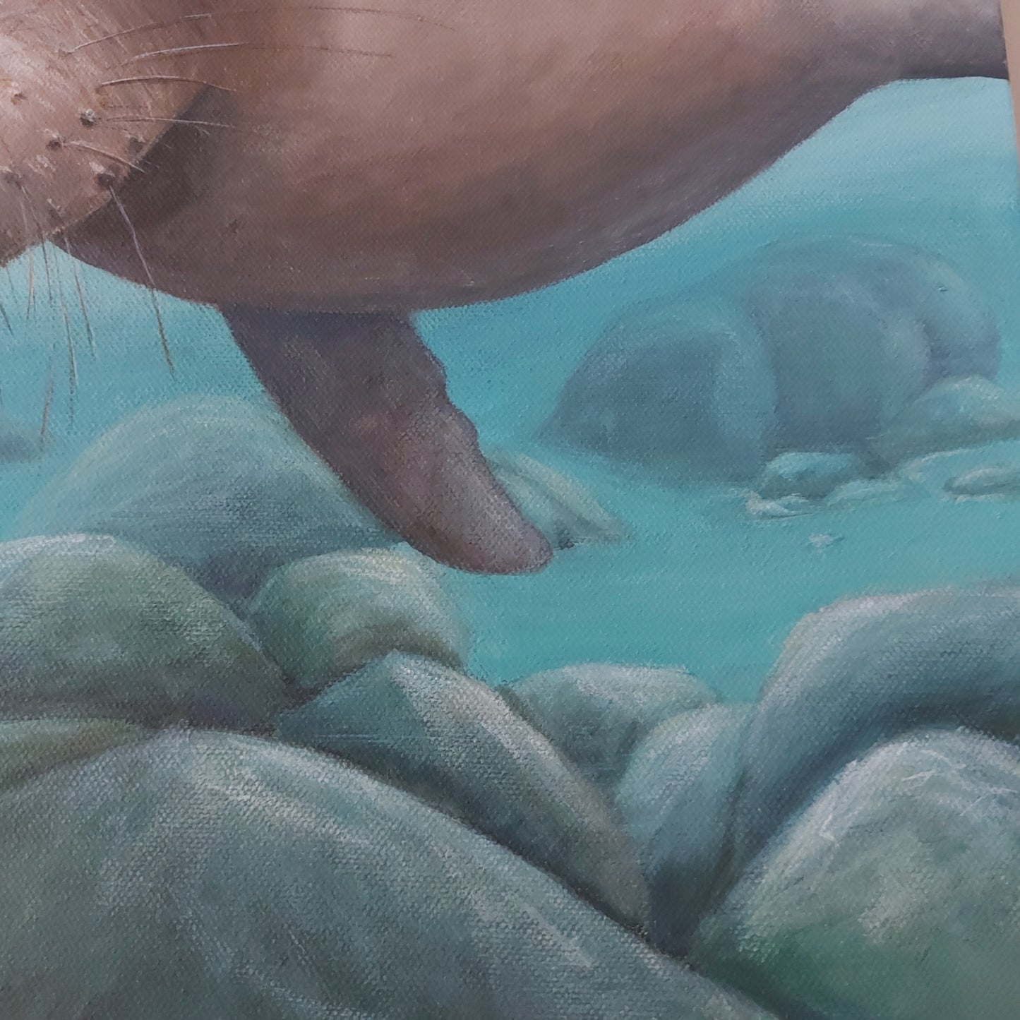 Curious is an acrylic painting by Katherine Polack of a sea lion underwater facing the viewer as it swims in light blue water with large rocks underneath it. When curiosity and cuteness meet! BC photographer Shelton Dupreez captured this intriguing moment in the Galapagos on one of his expeditions supporting wildlife conservation. 18 x 24" acrylic on canvas-Katherine Polack