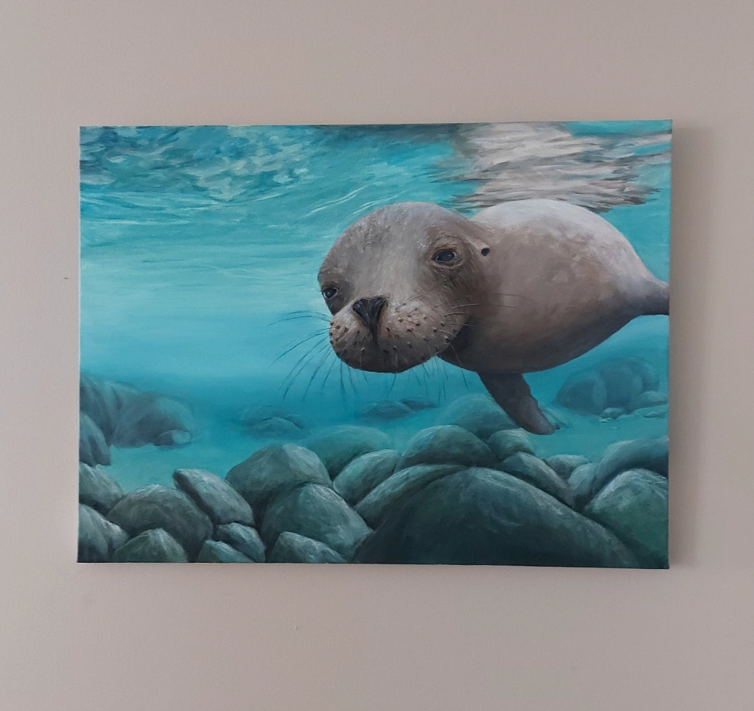 Curious is an acrylic painting by Katherine Polack of a sea lion underwater facing the viewer as it swims in light blue water with large rocks underneath it. When curiosity and cuteness meet! BC photographer Shelton Dupreez captured this intriguing moment in the Galapagos on one of his expeditions supporting wildlife conservation. 18 x 24" acrylic on canvas-Katherine Polack