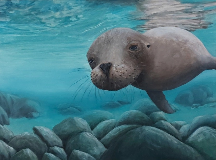 Curious is an acrylic painting by Katherine Polack of a sea lion underwater facing the viewer as it swims in light blue water with large rocks underneath it. When curiosity and cuteness meet! BC photographer Shelton Dupreez captured this intriguing moment in the Galapagos on one of his expeditions supporting wildlife conservation. 18 x 24" acrylic on canvas-Katherine Polack